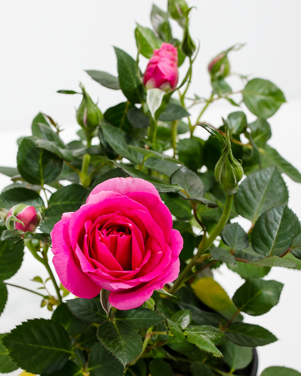Magenta Miniature Rose Featured Image