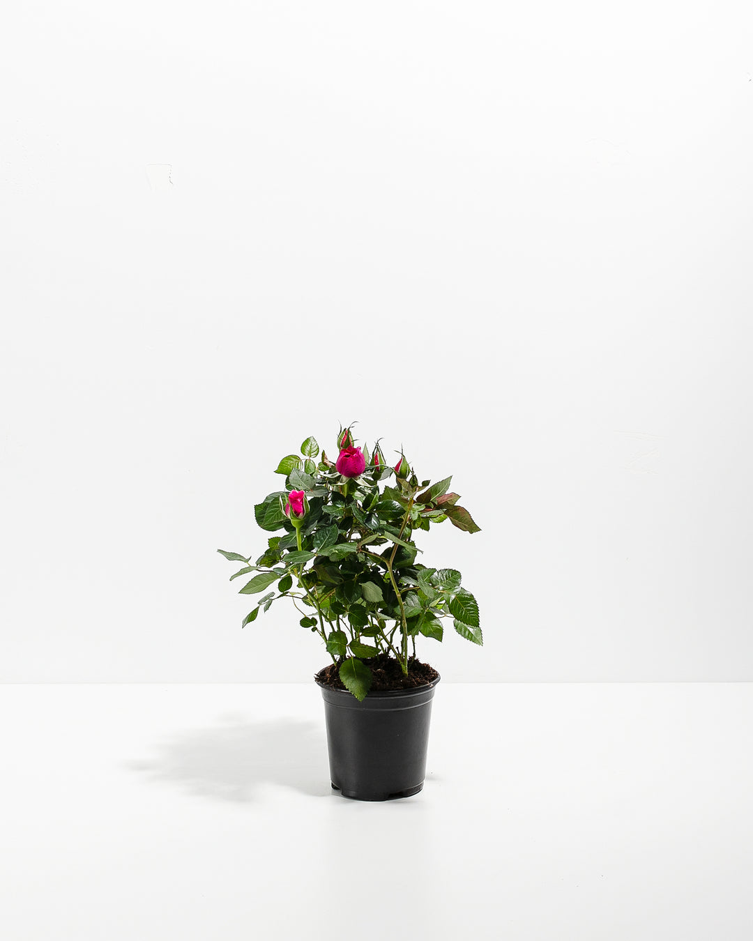 lavender color miniature rose live plant Magenta Miniature Roses