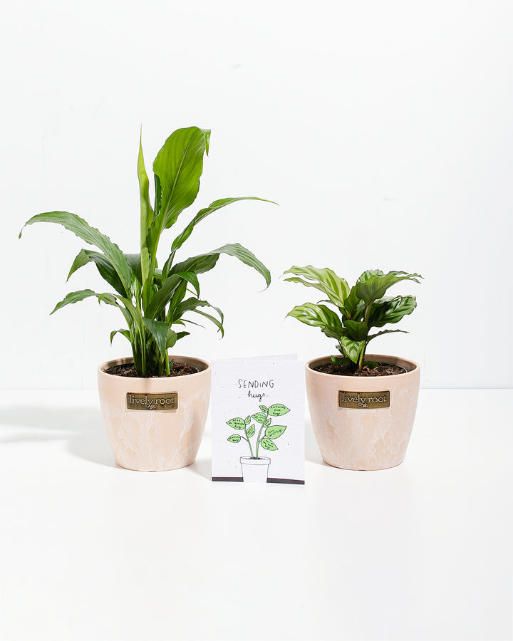 send peace lily Sending Hugs Duo | Peace Lily & Seed Card