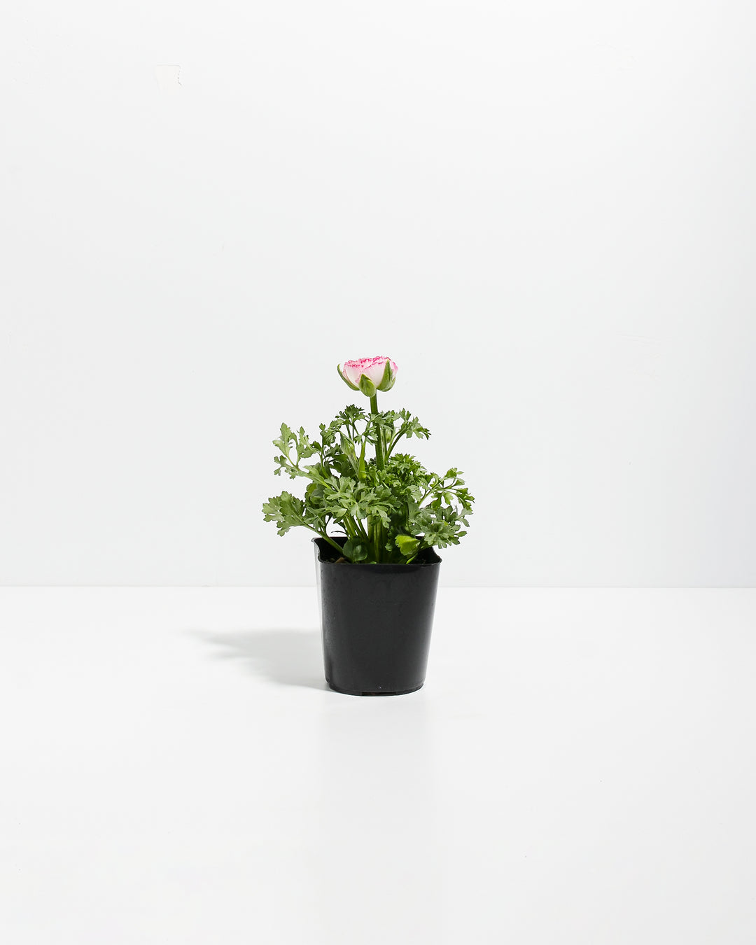 ranunculus potted plant Ranunculus Premier | Persian Buttercup Plant