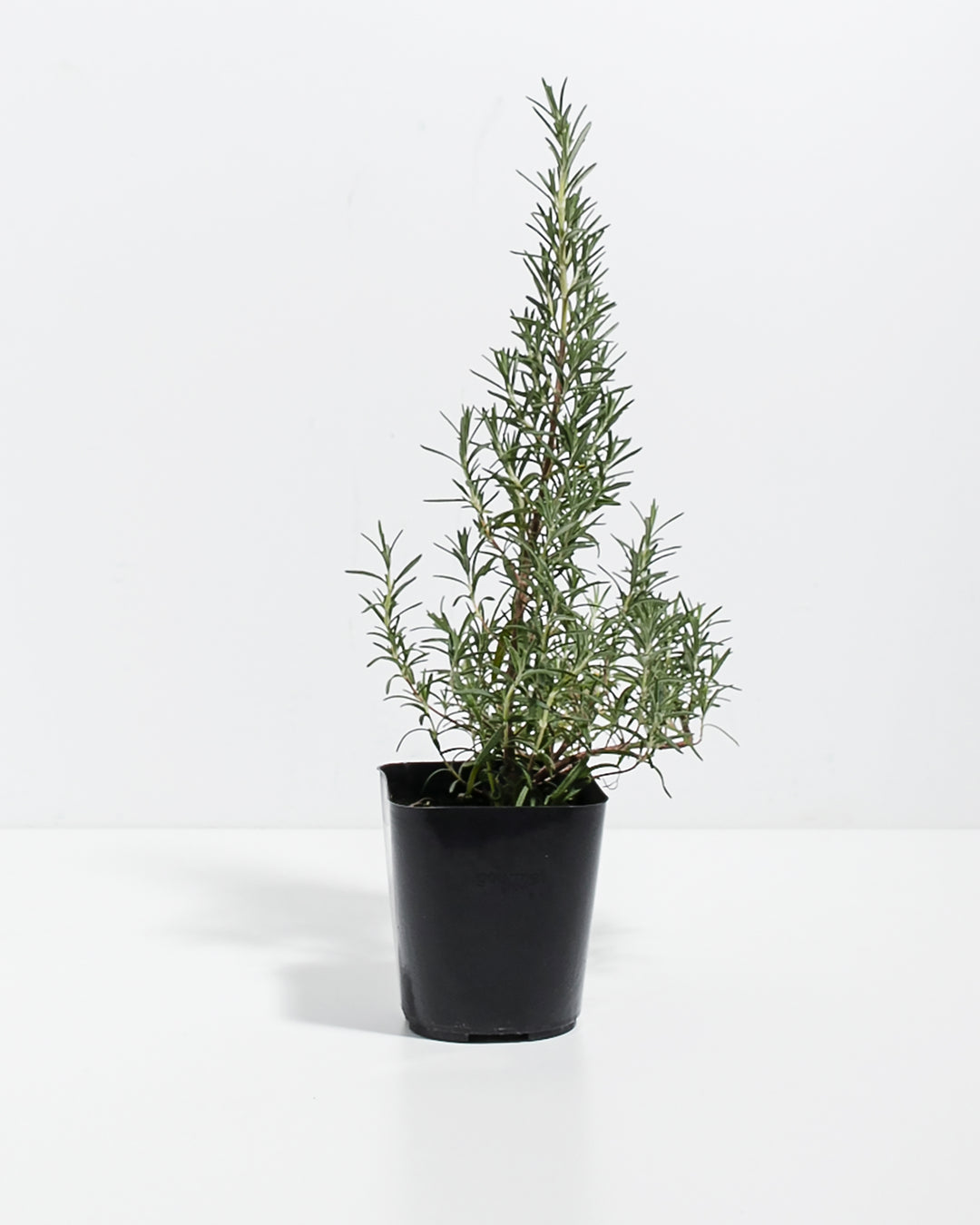 rosemary house plant Arp Rosemary | Patio & Landscape Plants