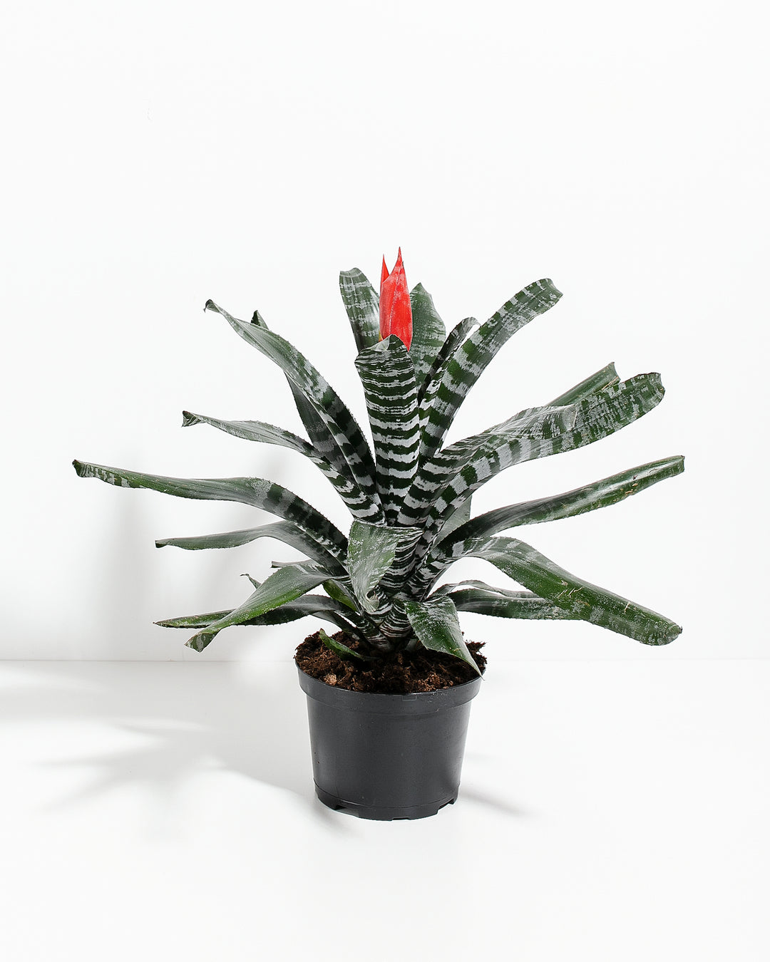 amazonia succulent Amazonian Zebra Bromeliad | Indoor Plants