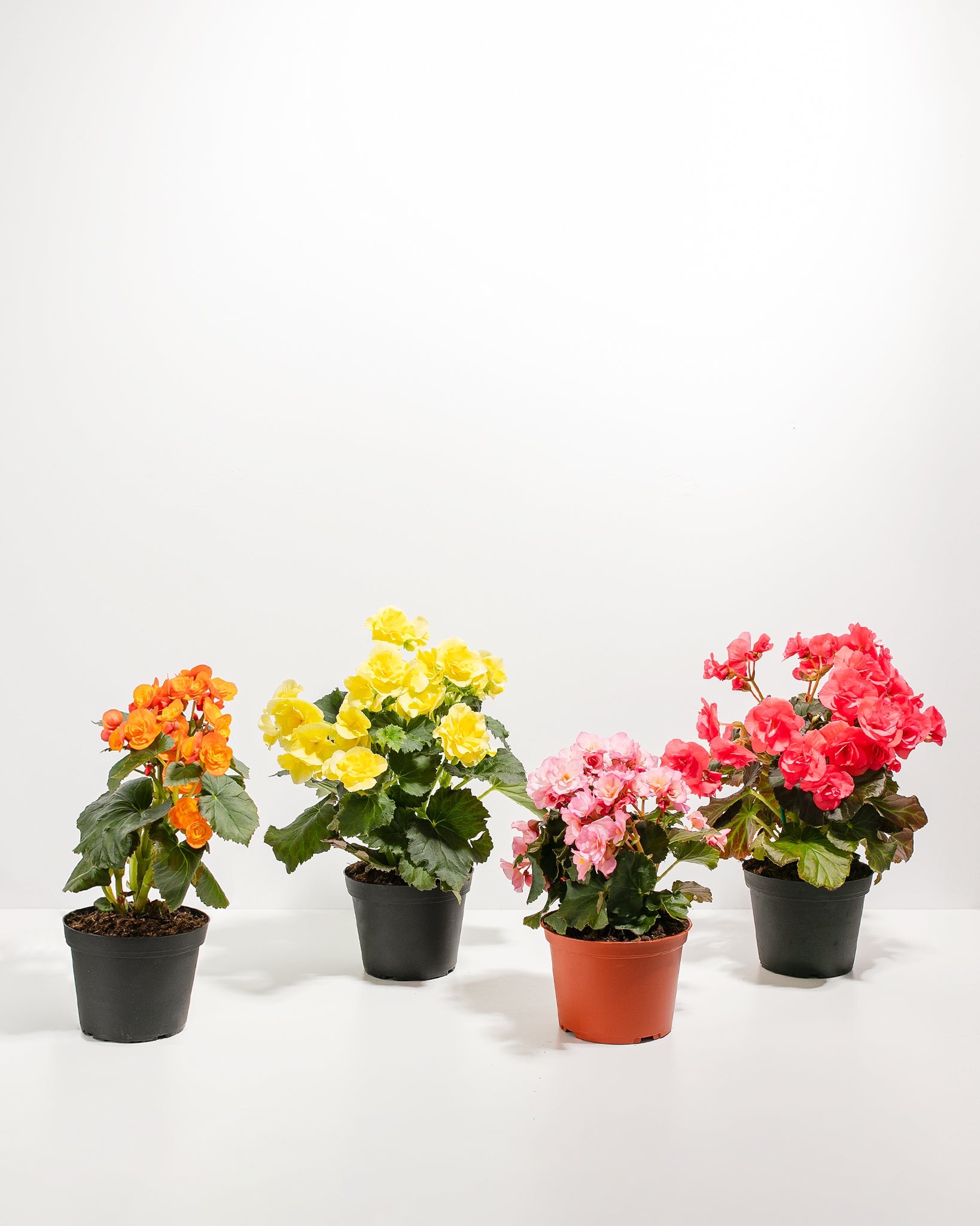 Blooming Double Begonia Collection