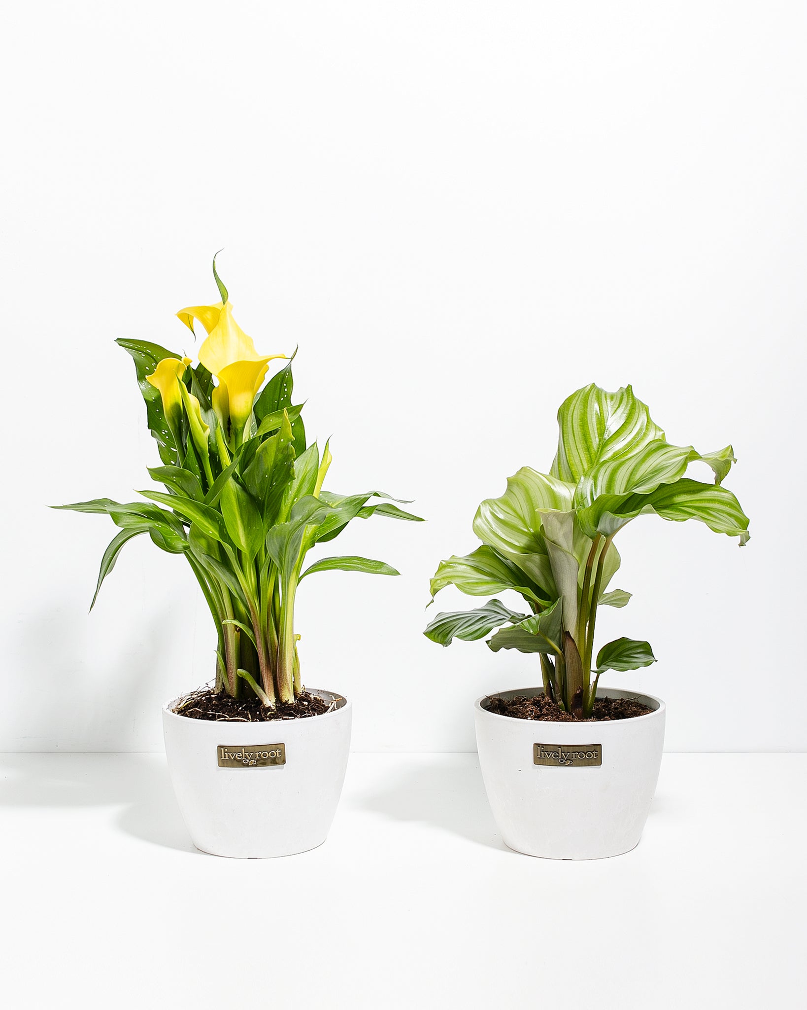 Heartfelt Duo - Thumbnail 2