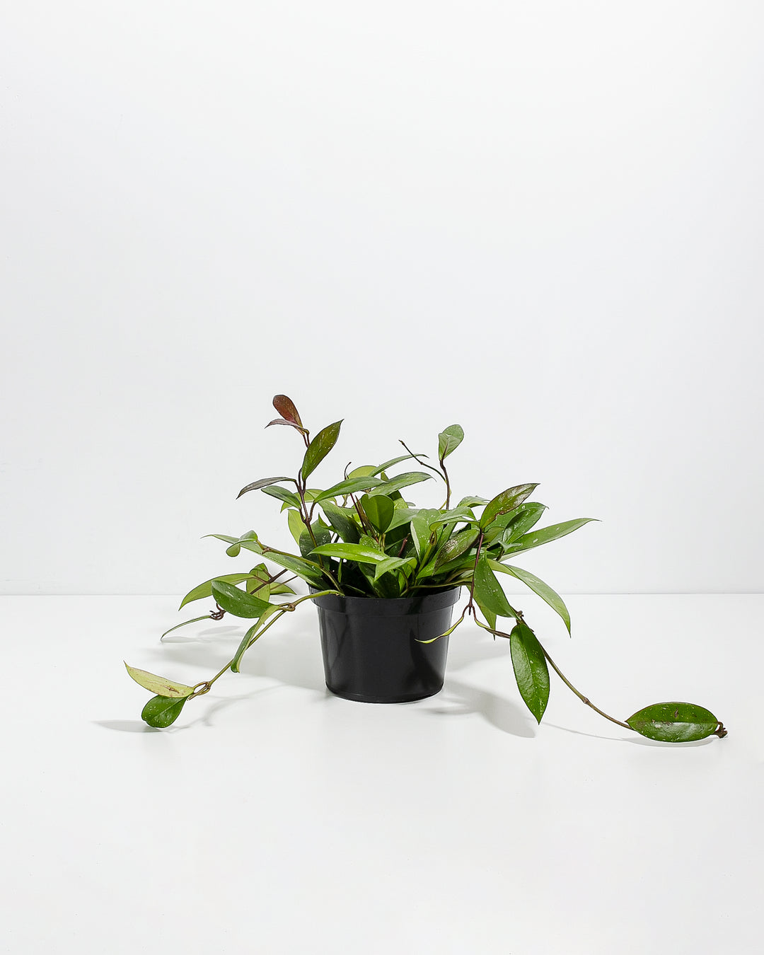 Hoya Pubicalyx Splash