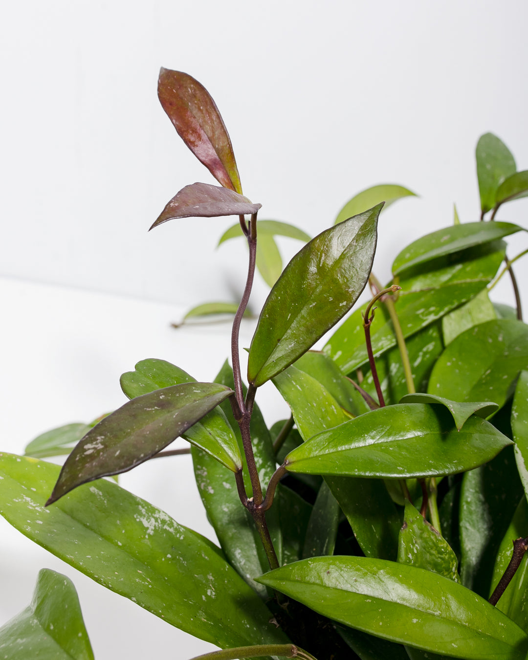 Hoya Pubicalyx Splash