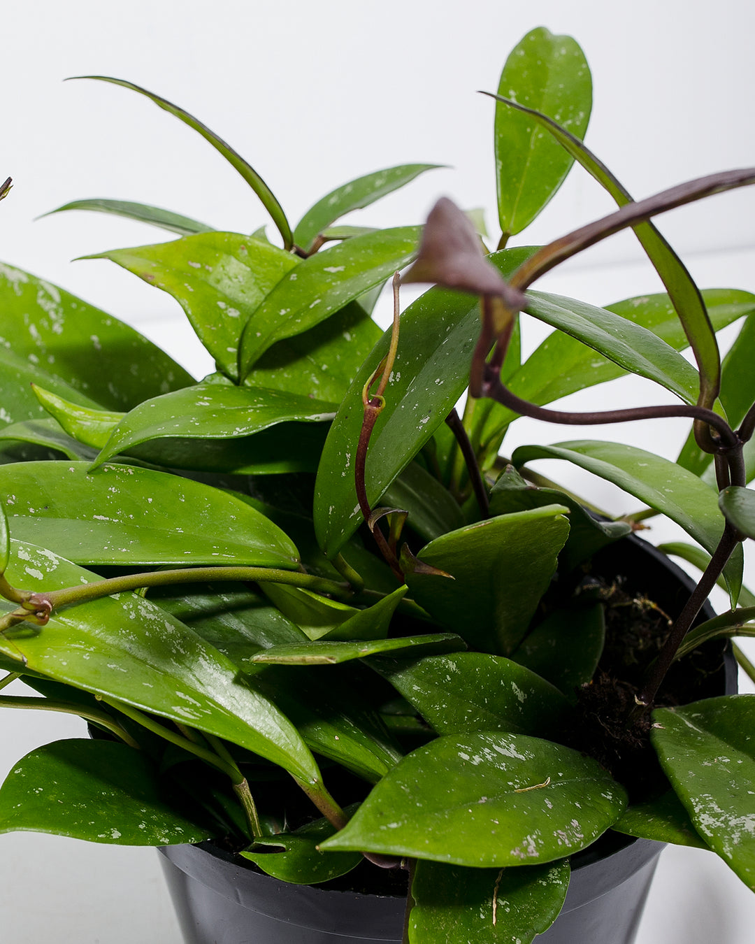 Hoya Pubicalyx Splash