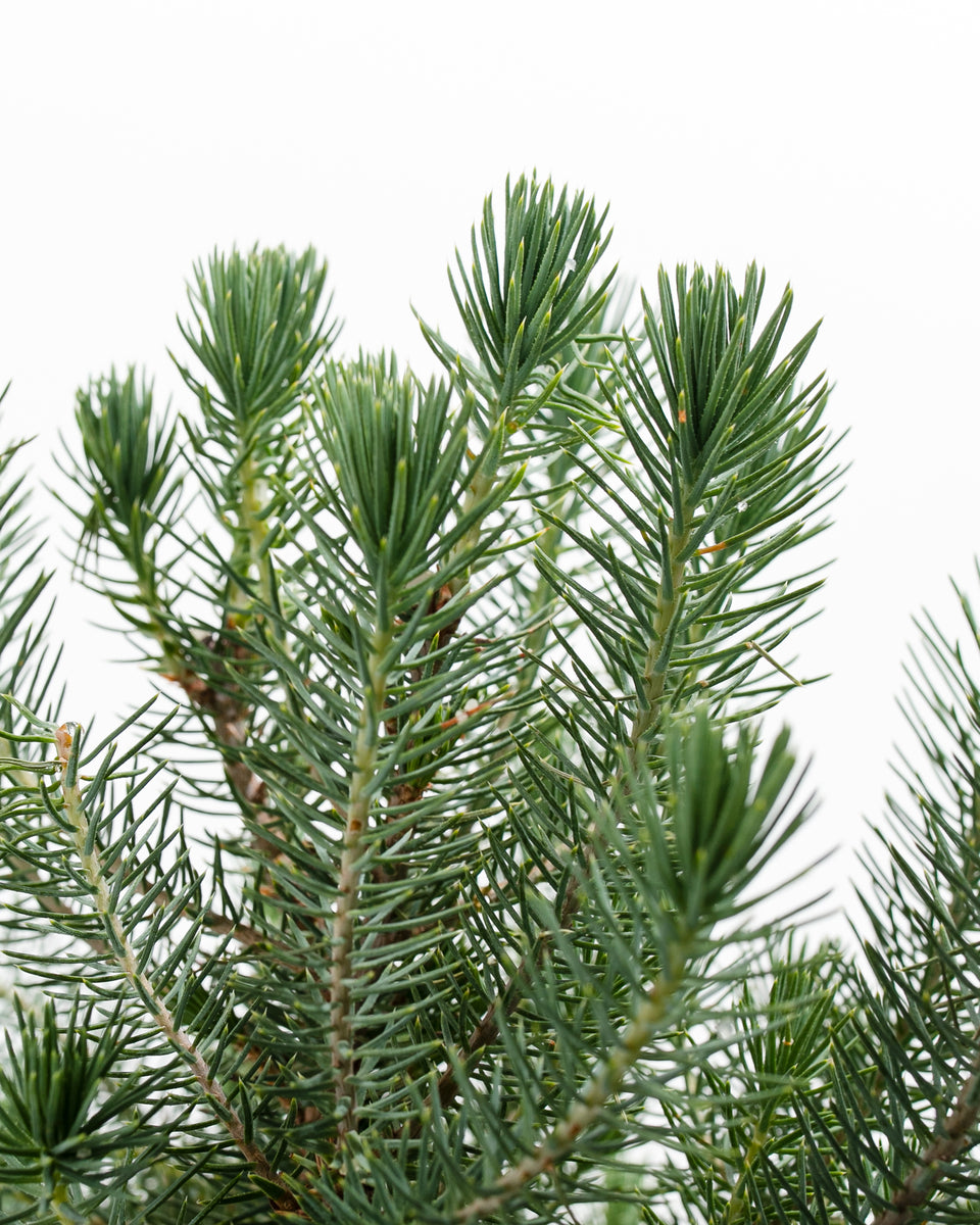 Holiday Stone Pine Featured Image