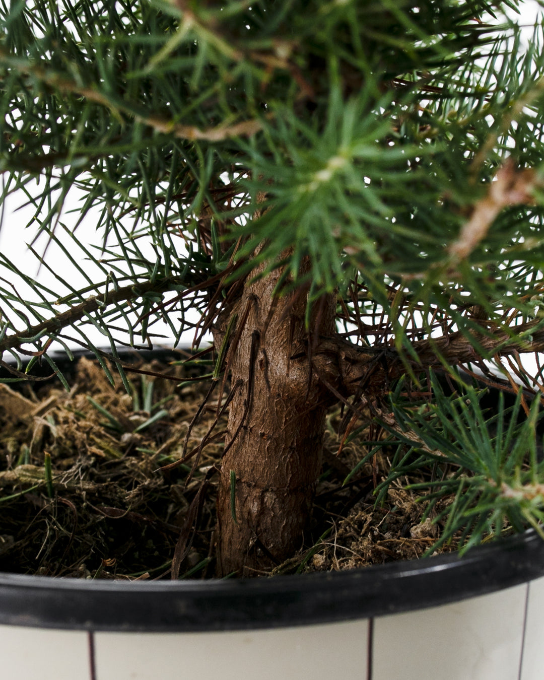 italian stone pine tree bonsai Italian Stone Pine for Sale: Ideal Bonsai & Outdoor Gardens