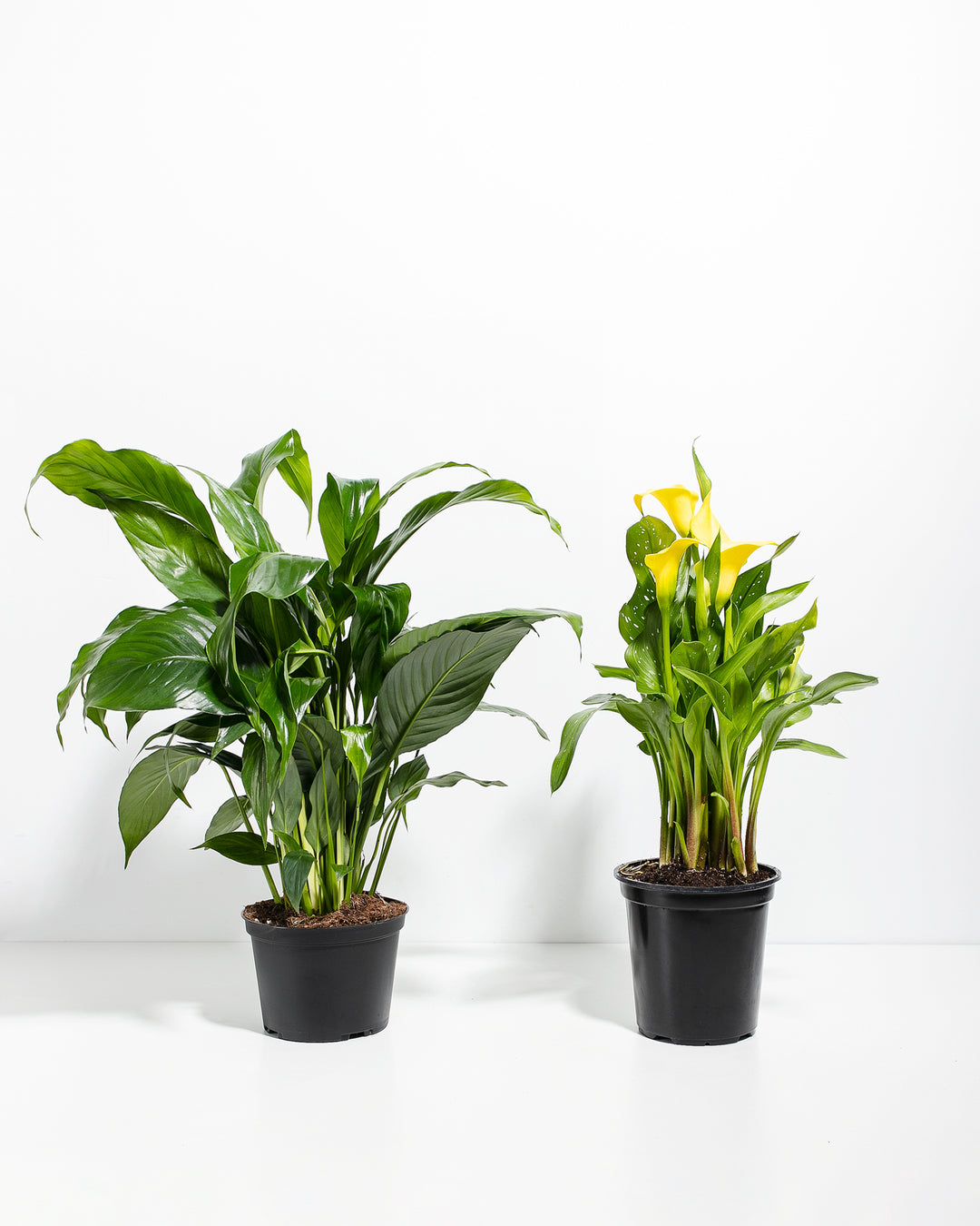 peace lily yellow stems Sympathy Blooms Collection | Yellow Calla Lily & Peace Lily