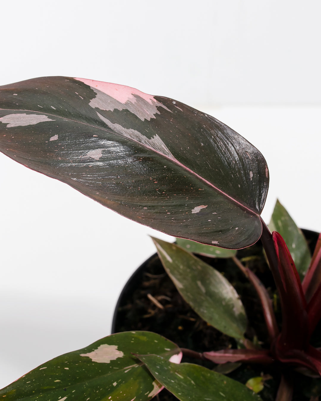 blushing philodendron for sale Pink Princess Philodendron | Rare Plants