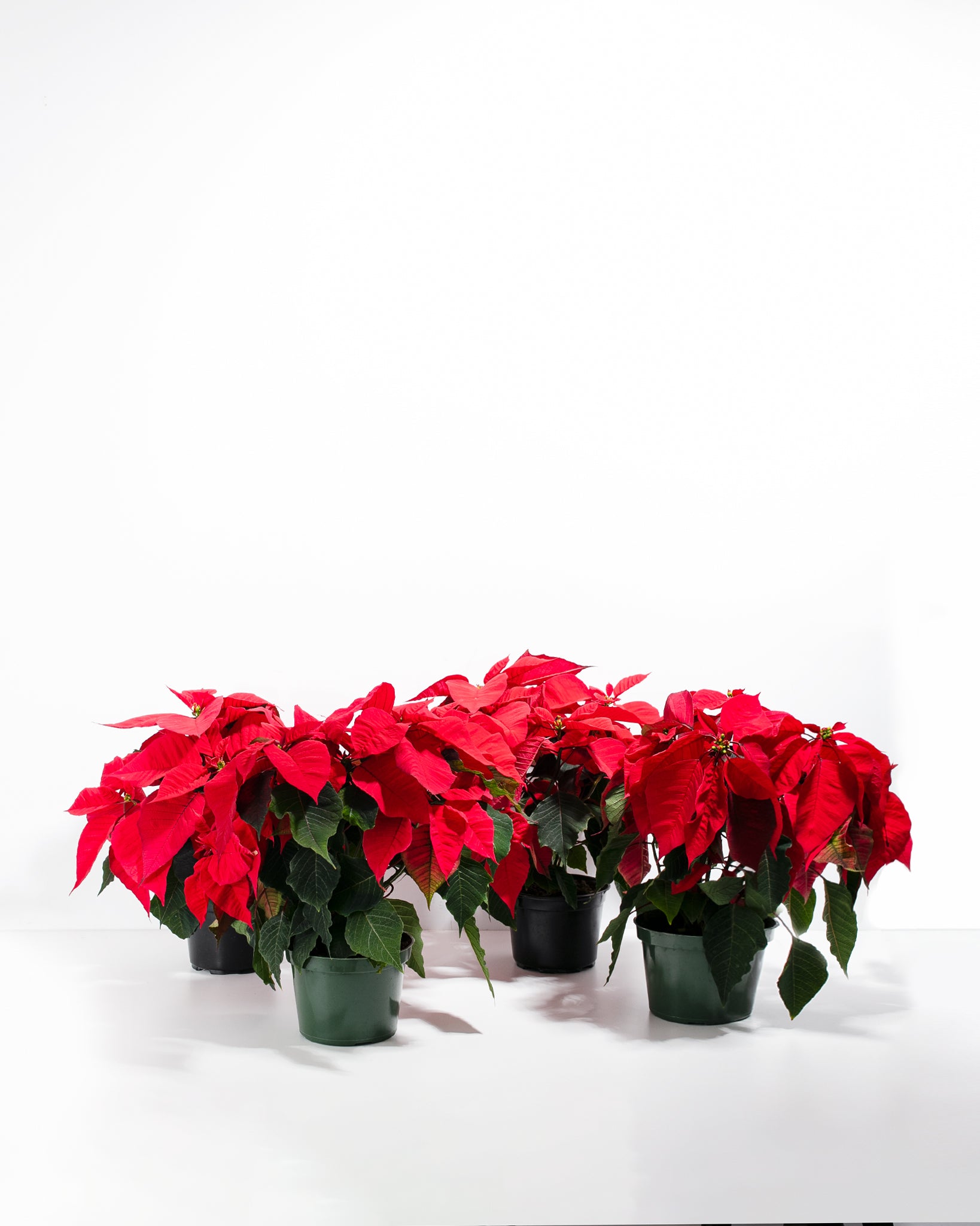 Red Poinsettia: 4 Pack - Thumbnail 2