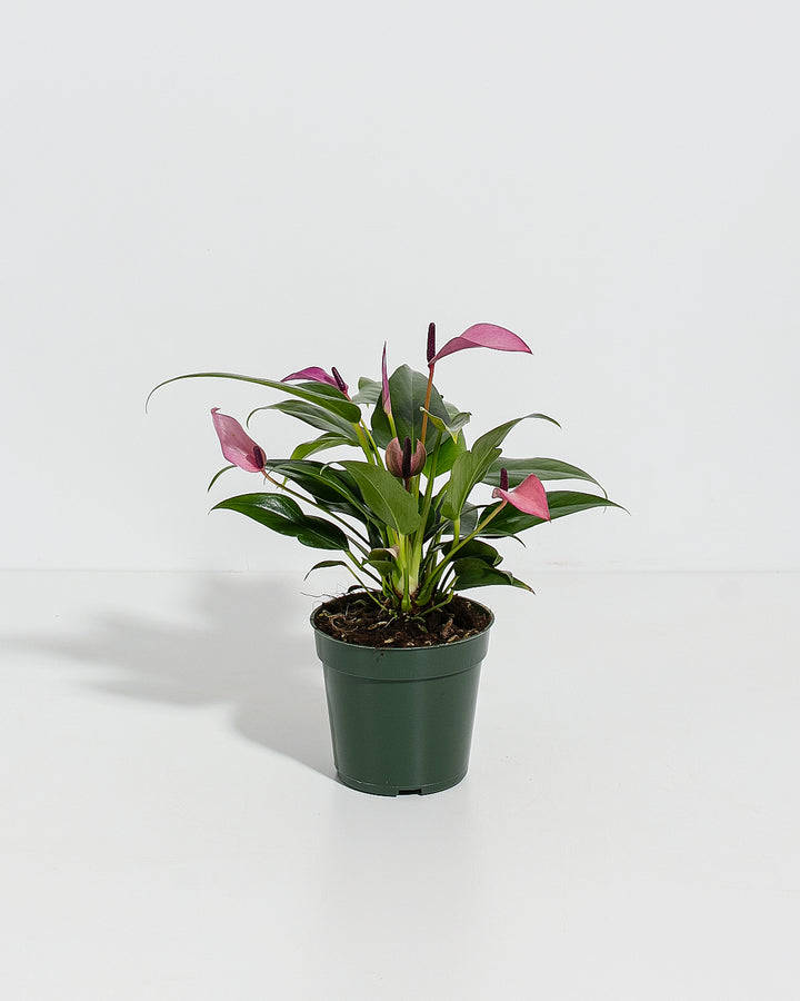 anthurium andraeanum purple Purple Flamingo Flower | Anthurium