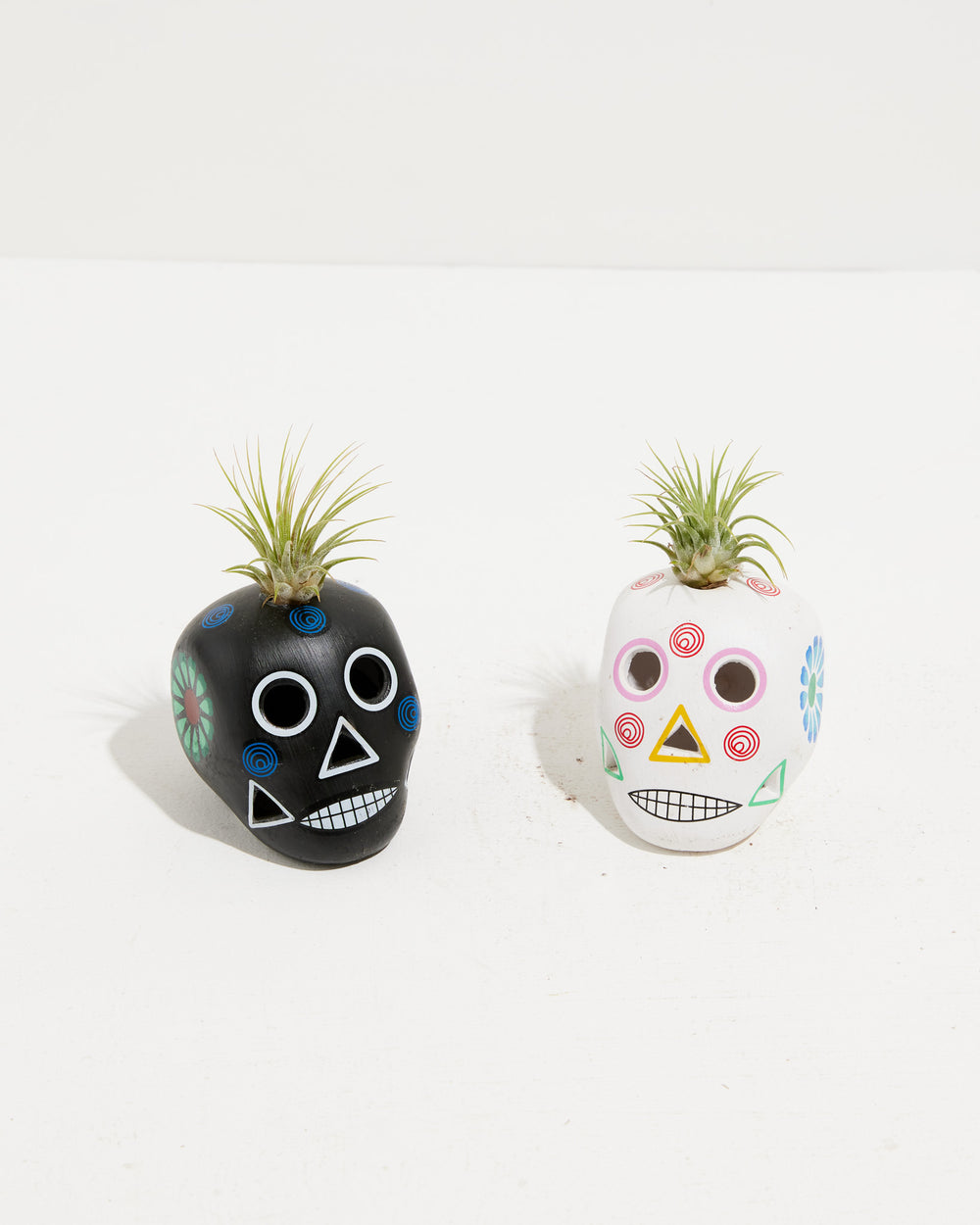 Black Sugar Skull Air Plant, Lively Root, Plant, , , , 