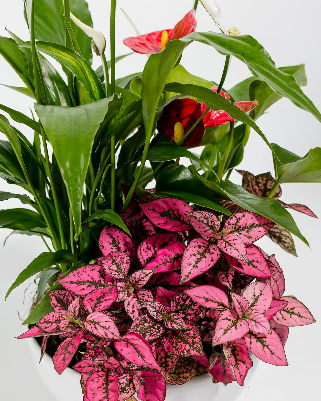 red flower peace lily Growers Choice Centerpiece | Peace Lily & Flamingo