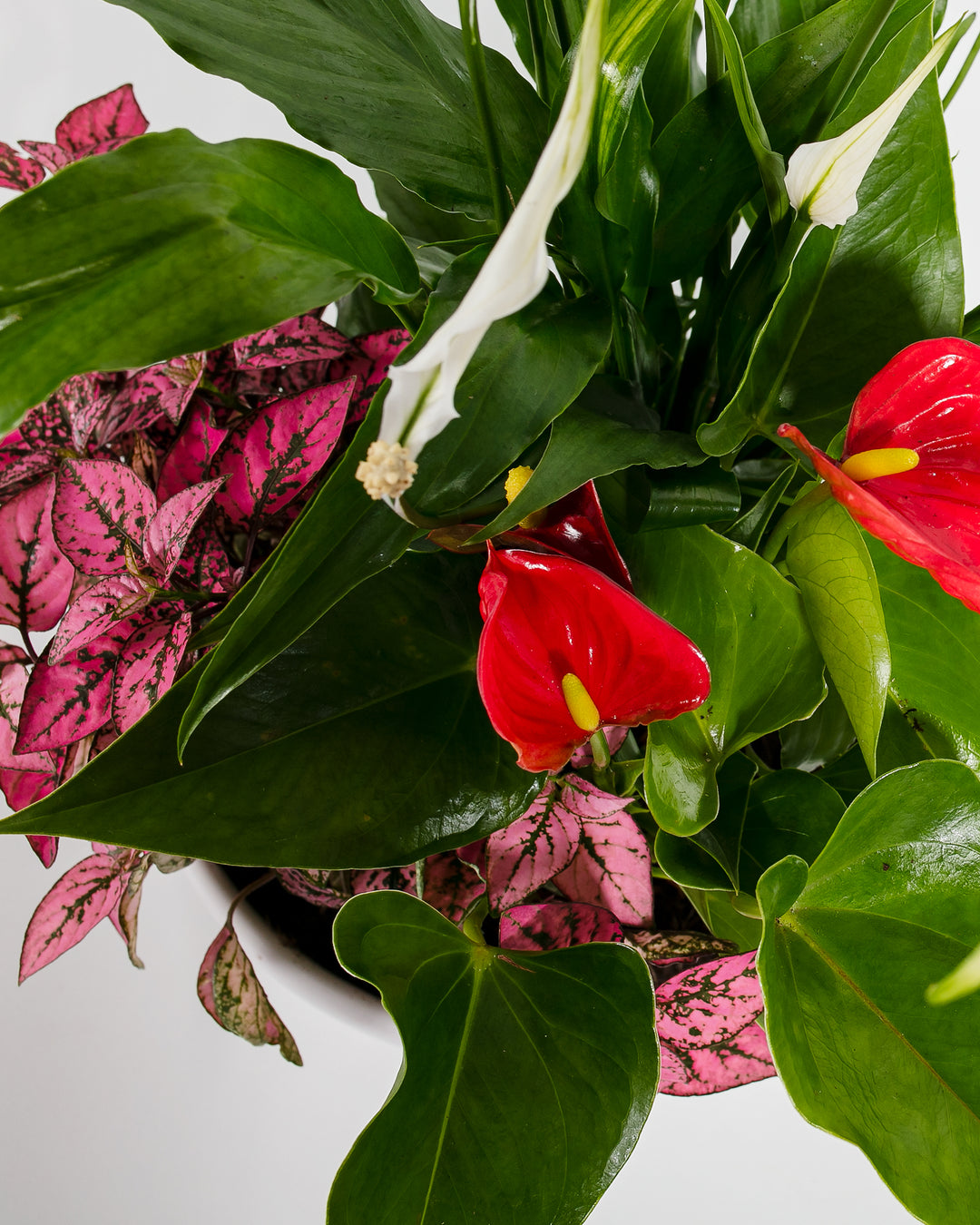 peace lily red Growers Choice Centerpiece | Peace Lily & Flamingo