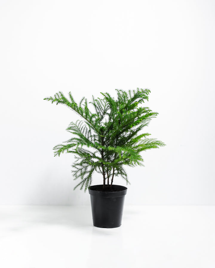 norfolk pine potted plant Norfolk Island Pine | Christmas Tree