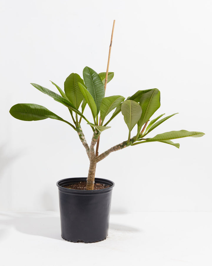 Plumeria, Lively Root, Plant, Size, Extra Large, , 