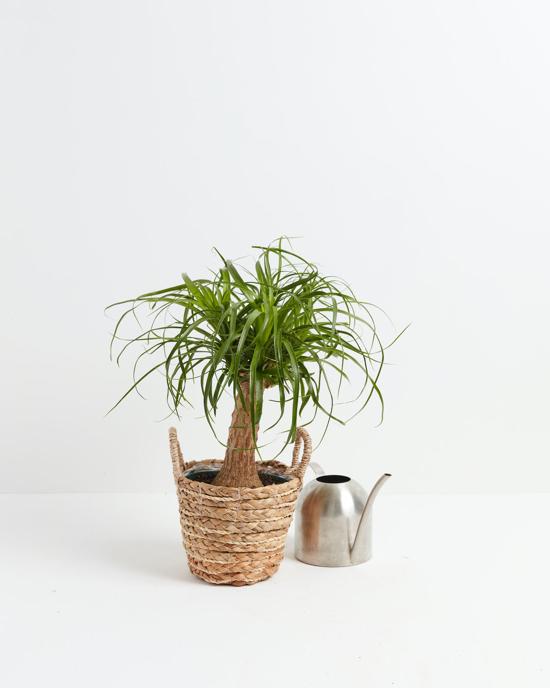 pot size for ponytail palm Ponytail Palm | Palm Trees For Sale