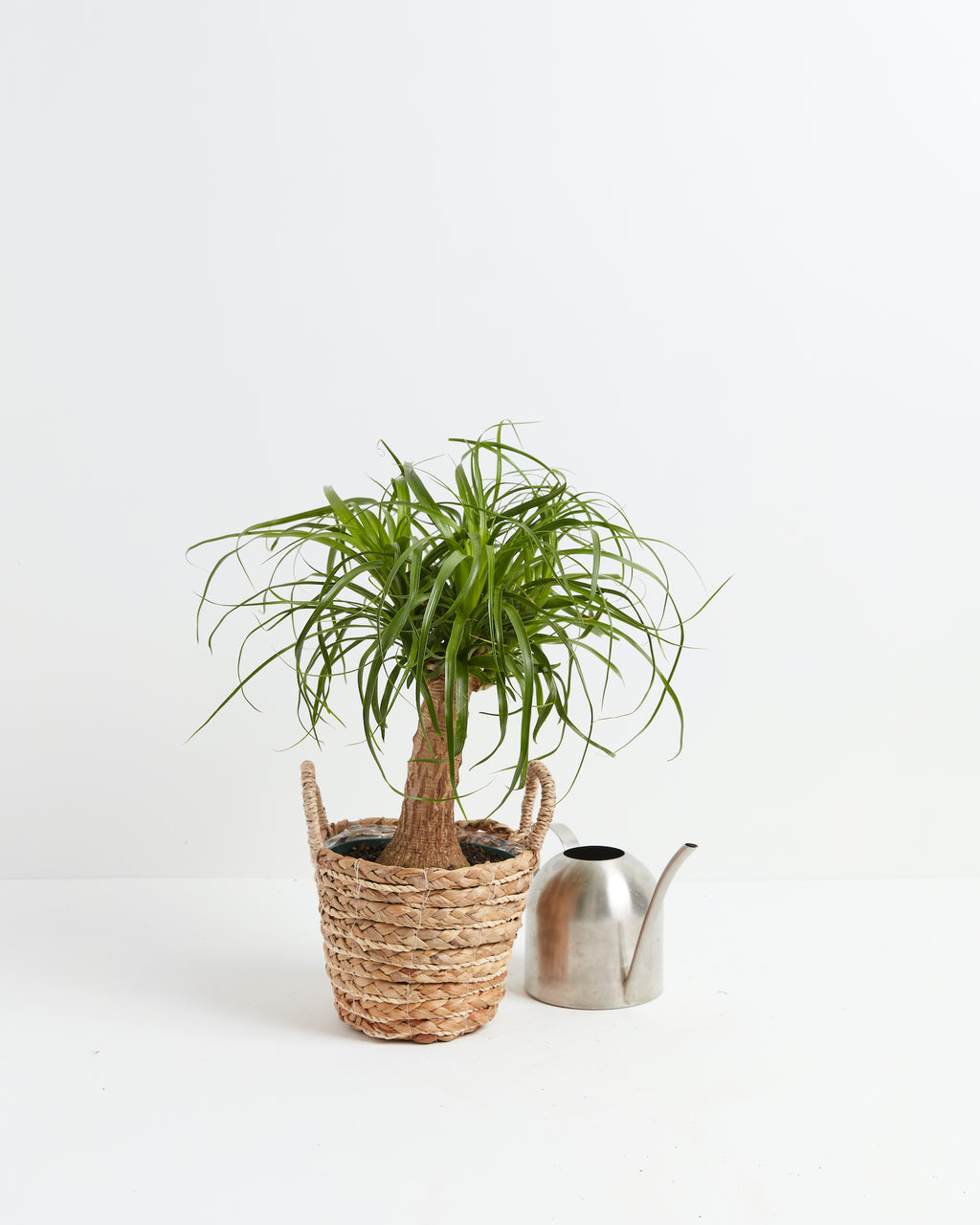 Ponytail Palm Tree Plant For Sale Including Care Guide