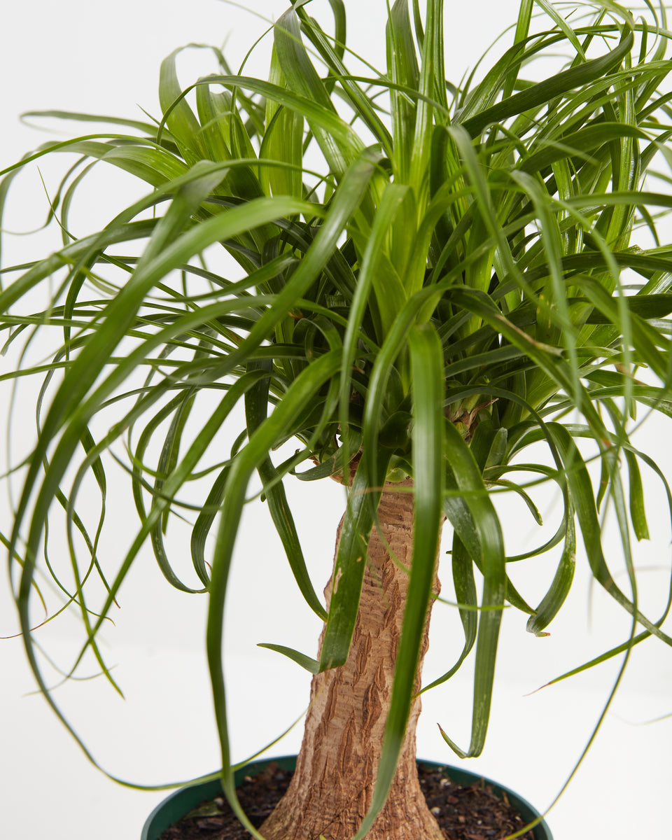 Ponytail Palm Tree Featured Image