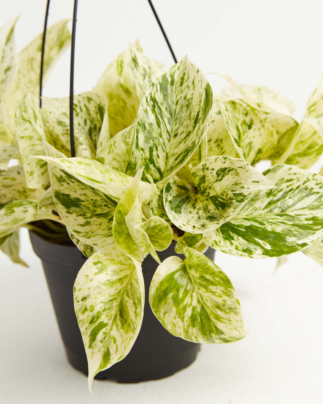 marble queen pothos varieties Marble Queen Pothos For Sale, Care Guide & Growing Tips Medium / Eco Pot / Chai