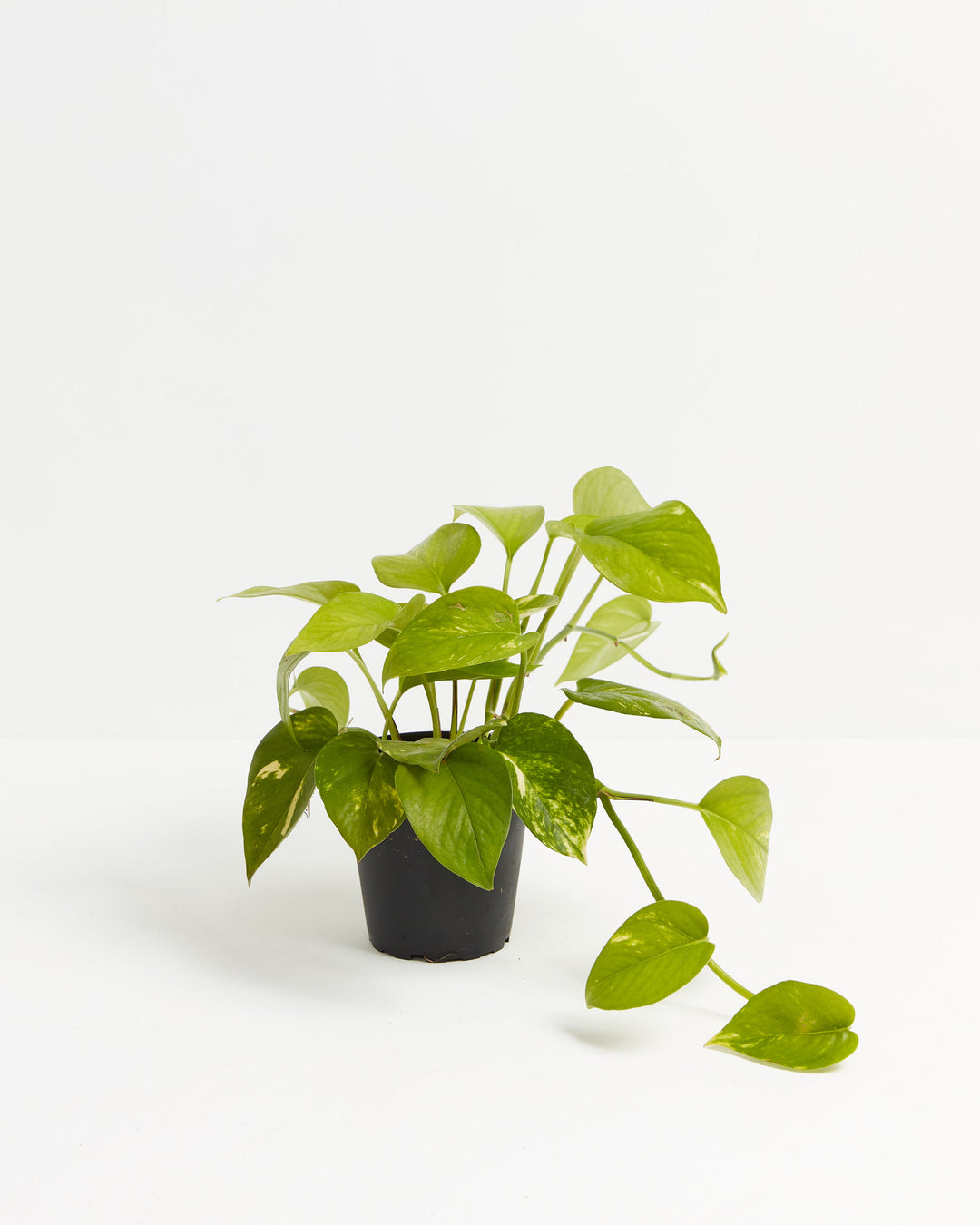 Everyone's Favorite Golden Pothos, Lively Root, Plant, Size, Small, , 