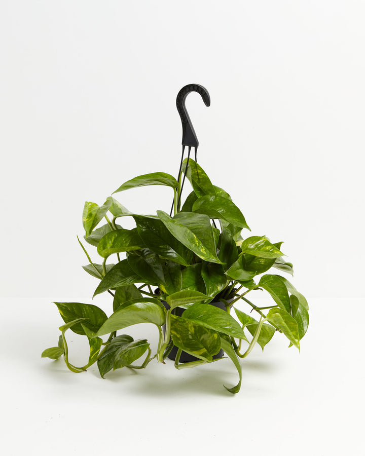 Everyone's Favorite Golden Pothos, Lively Root, Plant, Size, Medium, , 