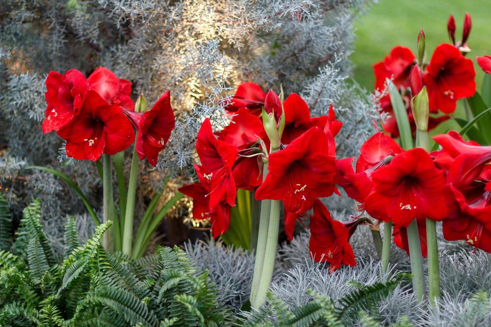 Voluptuous Lion Red Rare Premium Amaryllis, Lively Root, Plant, , , , 