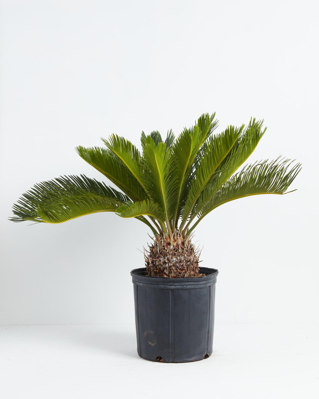 comb palm plant Sago Palm For Sale | Palm Trees