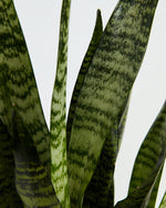 Sansevieria Zeylanica Snake Plant Featured Image