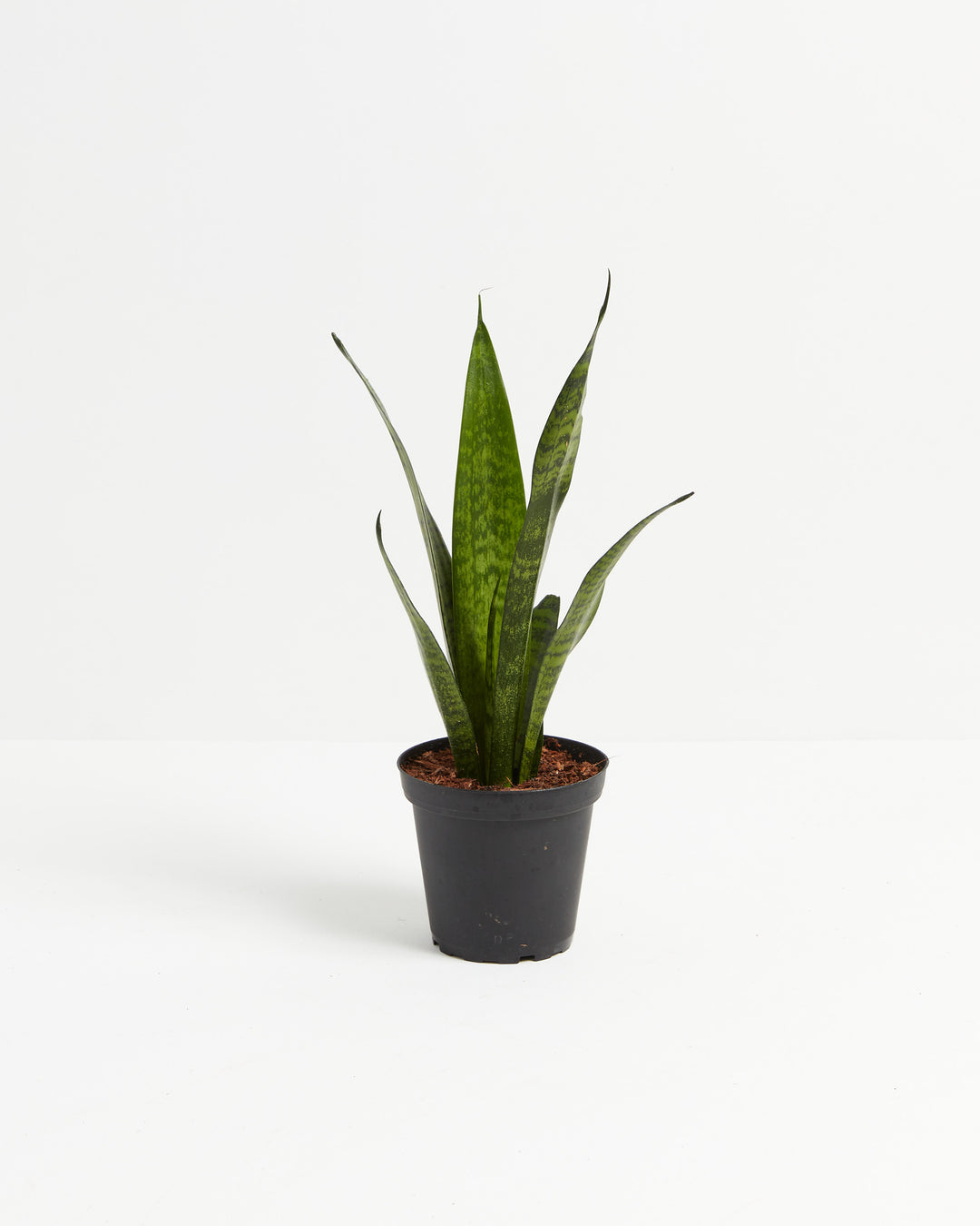 snake plant zeylanica care Shop Sansevieria Zeylanica Snake Plant, Including Care Guide