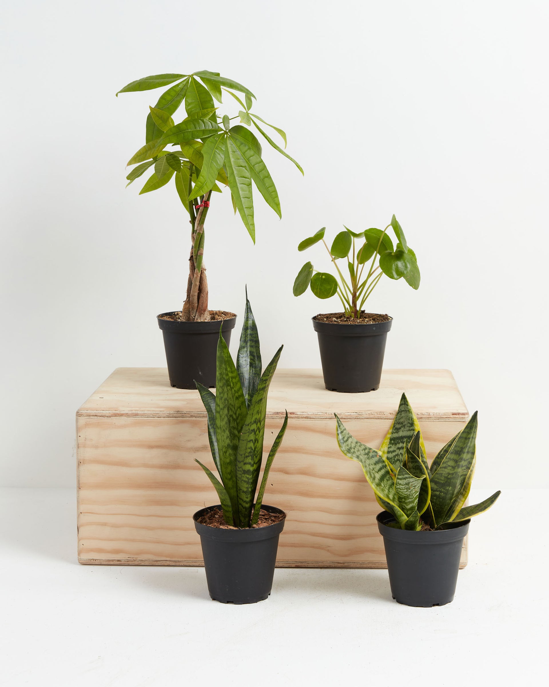 The Feng Shui Money Makers