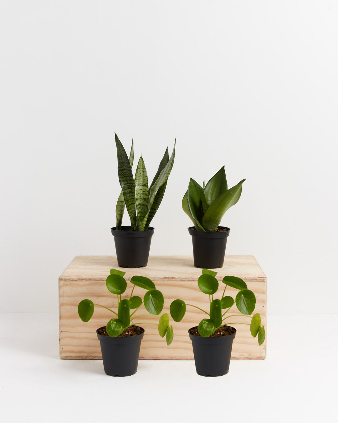 money snake plant Snake & Money Plants | Indoor Plant Bundle Delivery