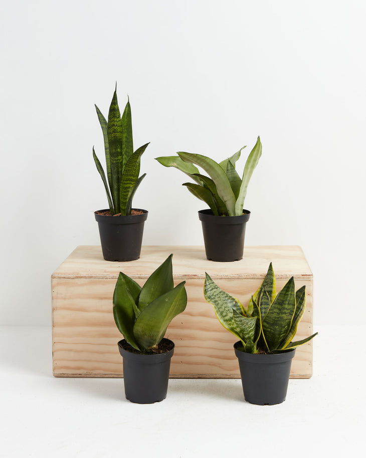 Snake Plant Collection, Lively Root, Plant, Size, Small, , 