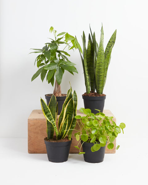 The Feng Shui Money Makers