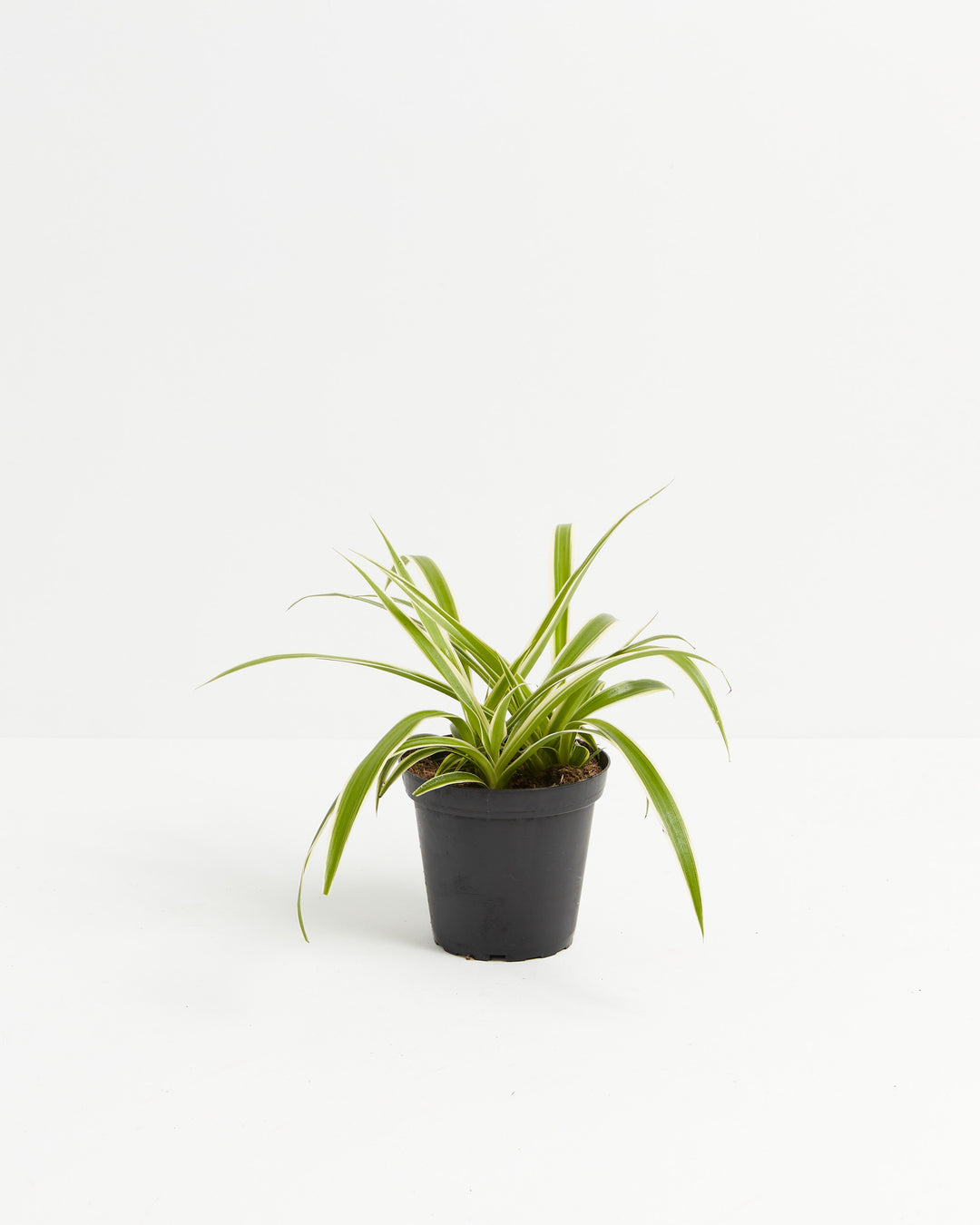 spider plant mini Spider Plant | Chlorophytum Comosum