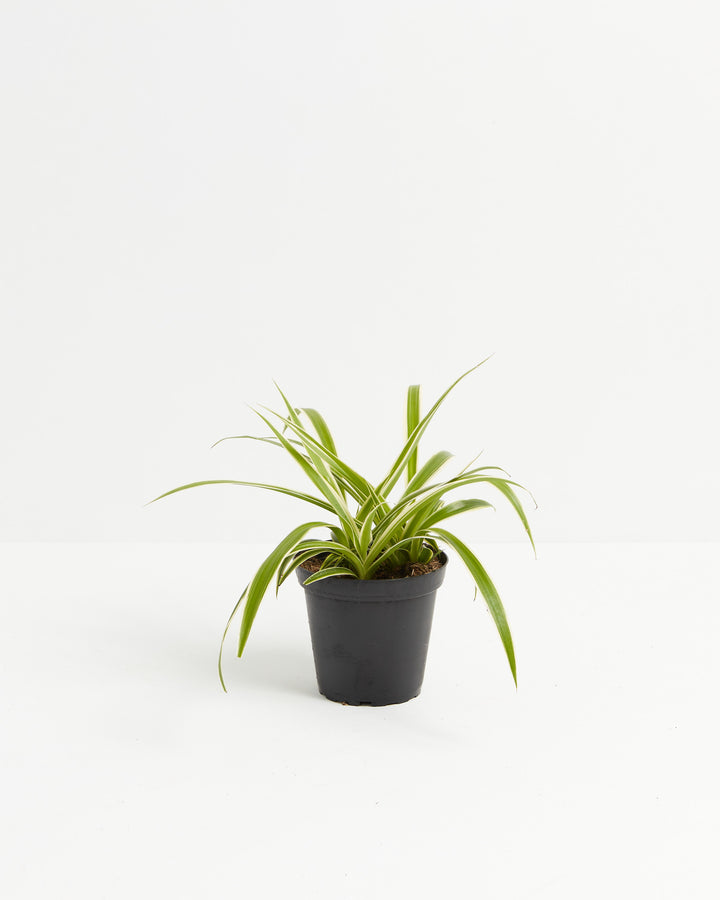 spider plant white edges Spider Plant | Chlorophytum Comosum