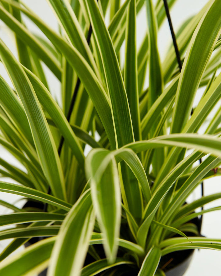 white striped spider plant Spider Plant | Chlorophytum Comosum
