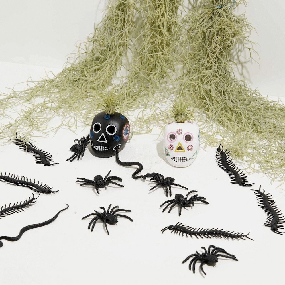 air plant skeleton Black Sugar Skull Air Plant