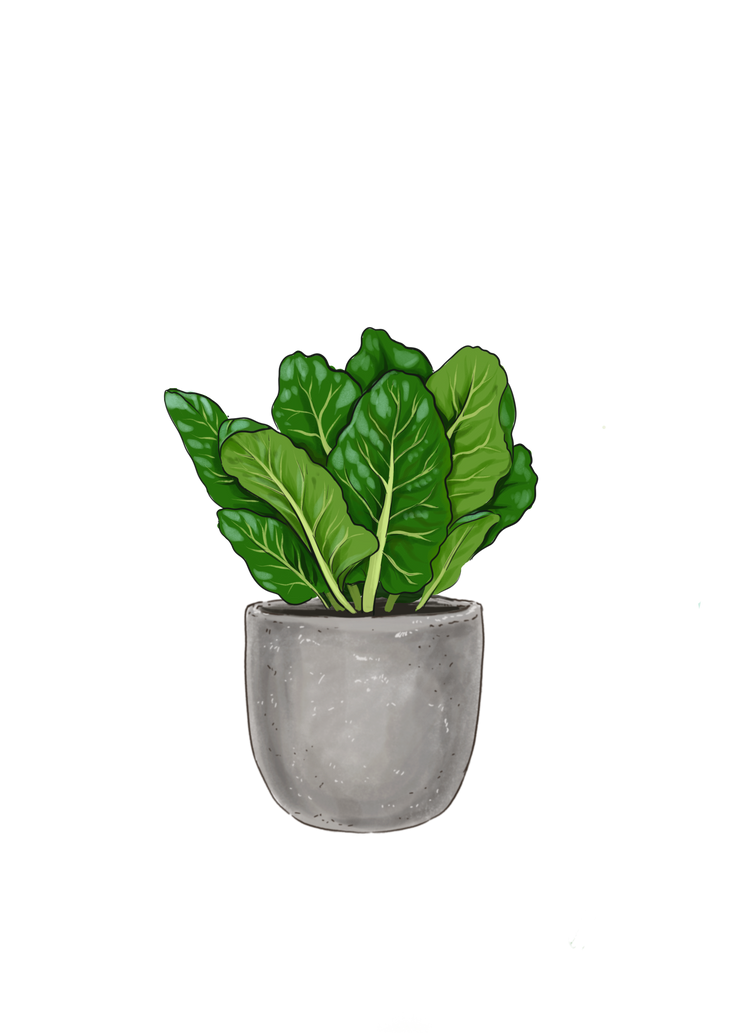 Spinach All Season, Lively Root, Plant, Size, Small, , 