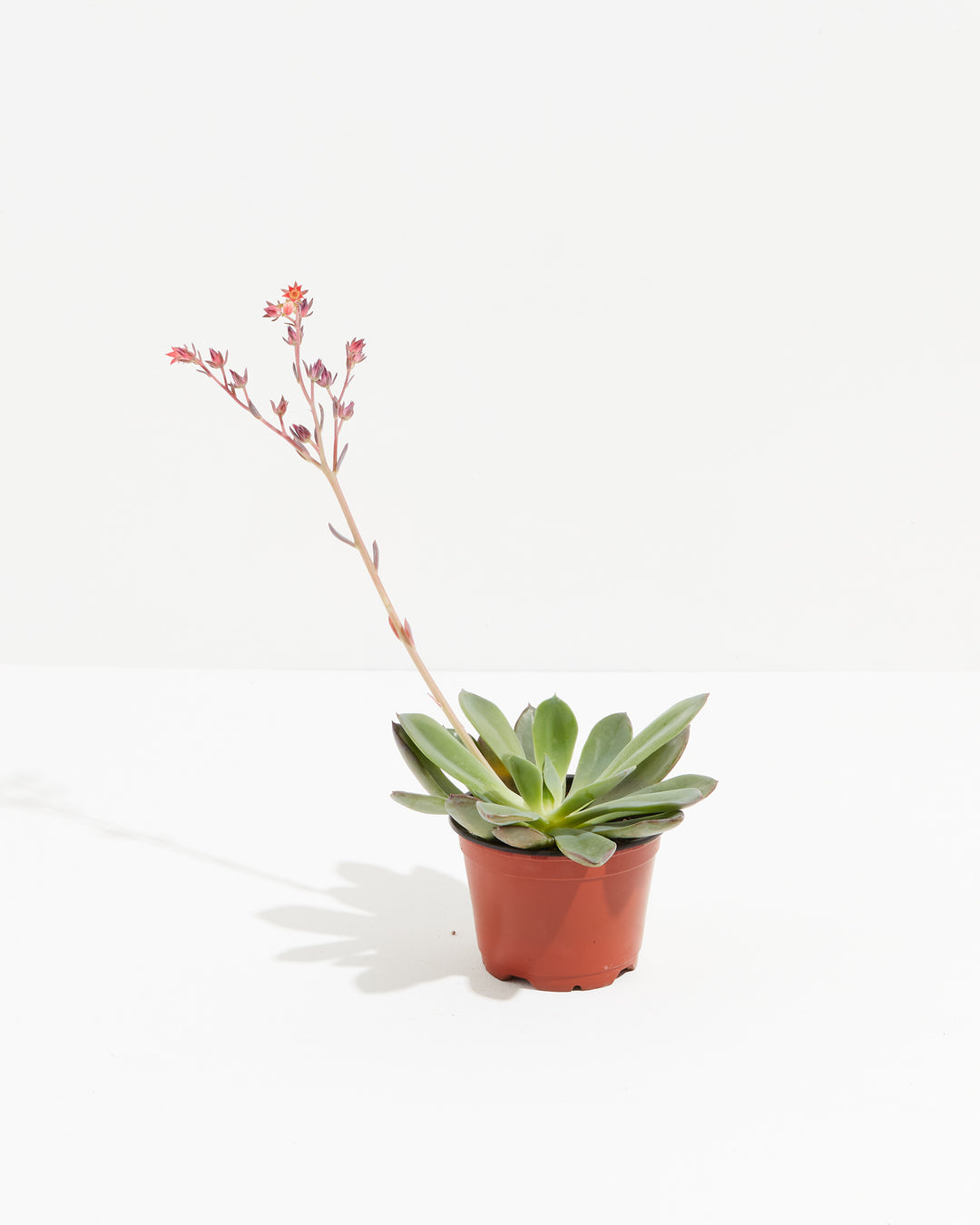 succulent plant size Echeveria Elegans Succulent Small