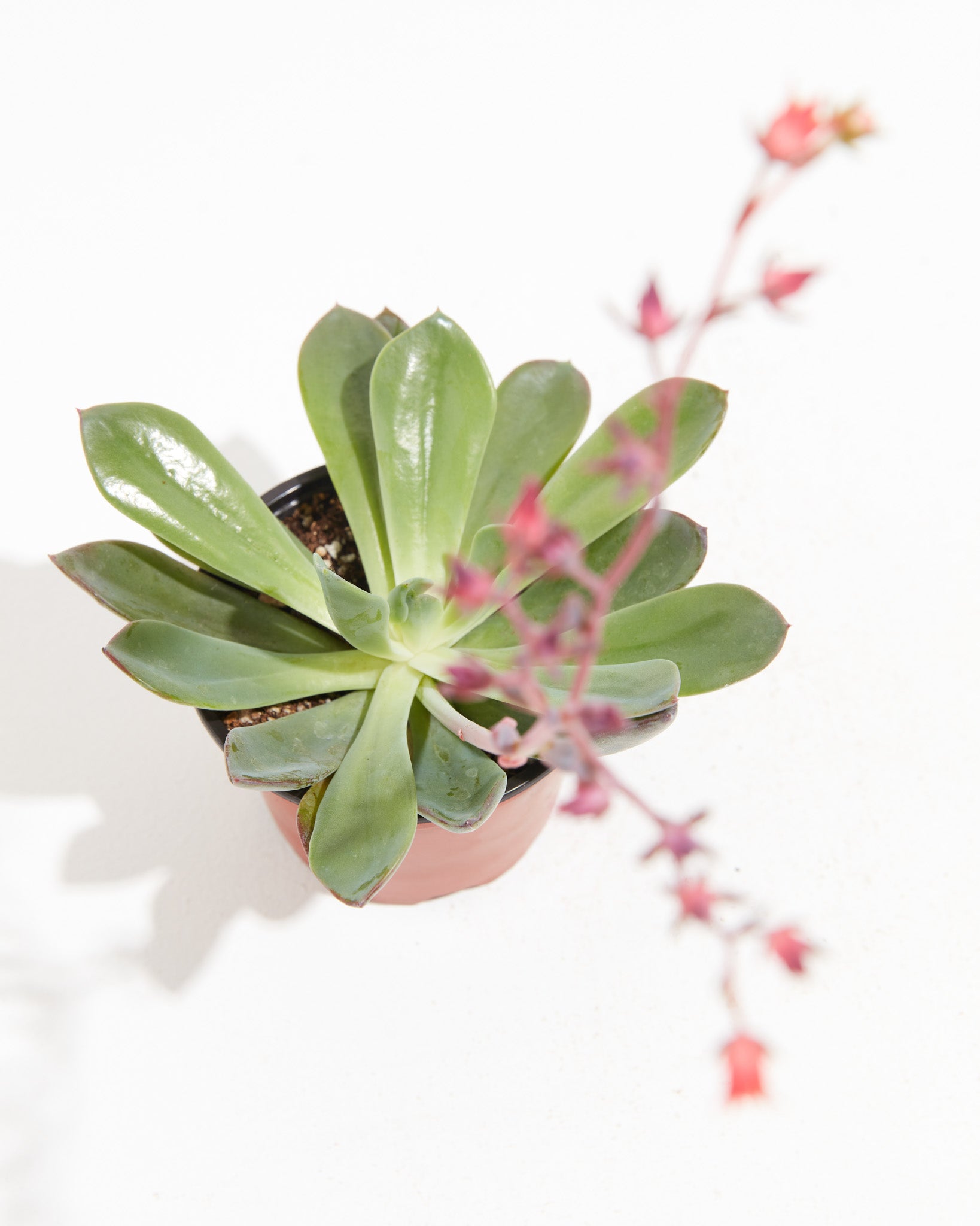 vining succulent with pink flowers Echeveria Elegans Succulent Small