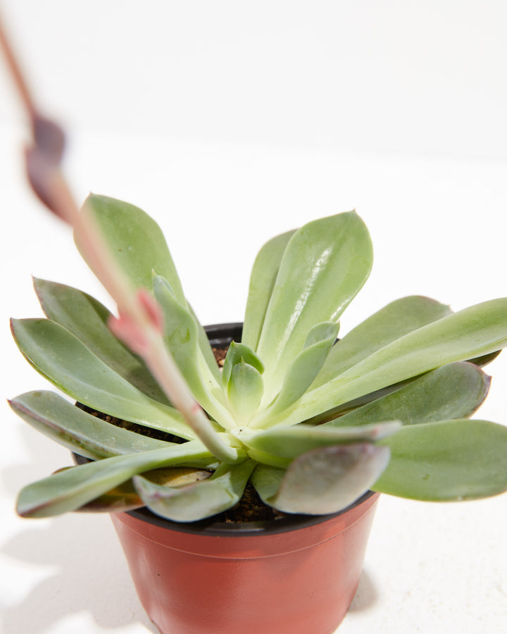 Echeveria Rose Succulent, Lively Root, Plant, , , , 