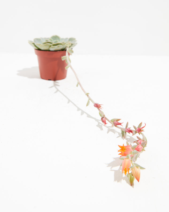 Echeveria Rose Succulent, Lively Root, Plant, , , , 