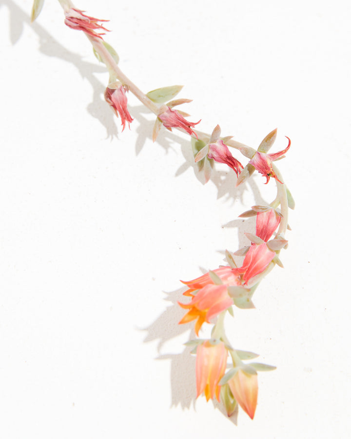 succulent with little pink flowers Echeveria Elegans | Succulents for Sale