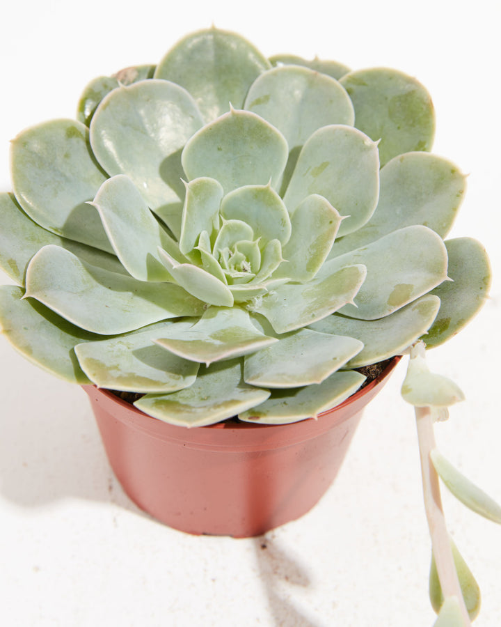 Echeveria Rose Succulent, Lively Root, Plant, , , , 