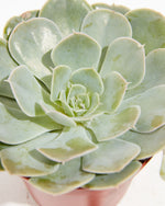 Echeveria Elegans Succulent Featured Image