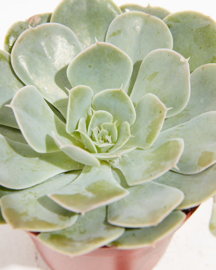 Echeveria Rose Succulent, Lively Root, Plant, , , , 