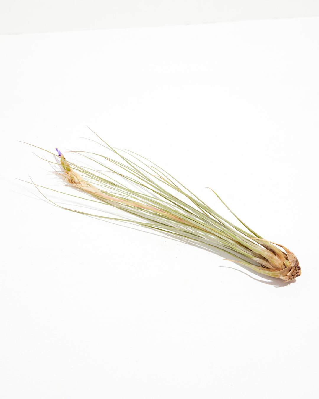 air plant juncea Juncea | Air Plant